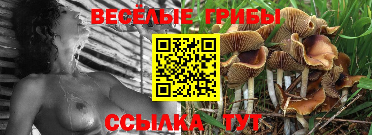 Черняховск  Псилоцибиновые грибы Magic Shrooms  магазин    Вход с VPN 
